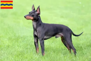 Lees meer over het artikel Engelse Toy Terrier fokkers en pups in Overijssel