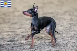 Lees meer over het artikel Engelse Toy Terrier fokkers en pups in Zeeland