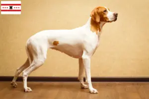 Lees meer over het artikel Engelse Pointer fokkers en pups in Drenthe