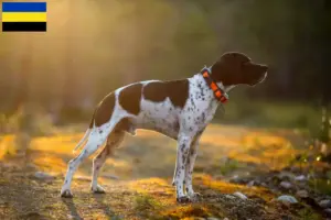 Lees meer over het artikel Engelse Pointer fokkers en pups in Gelderland