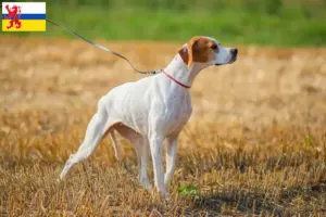 Lees meer over het artikel Engelse Pointer fokkers en pups in Limburg