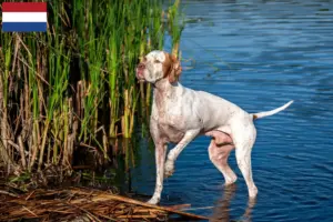 Lees meer over het artikel Engelse Pointer fokkers en pups in Nederland