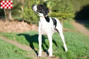 Lees meer over het artikel Engelse Pointer fokkers en pups in Noord-Brabant