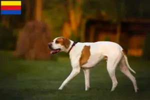 Lees meer over het artikel Engelse Pointer fokkers en pups in Noord-Holland
