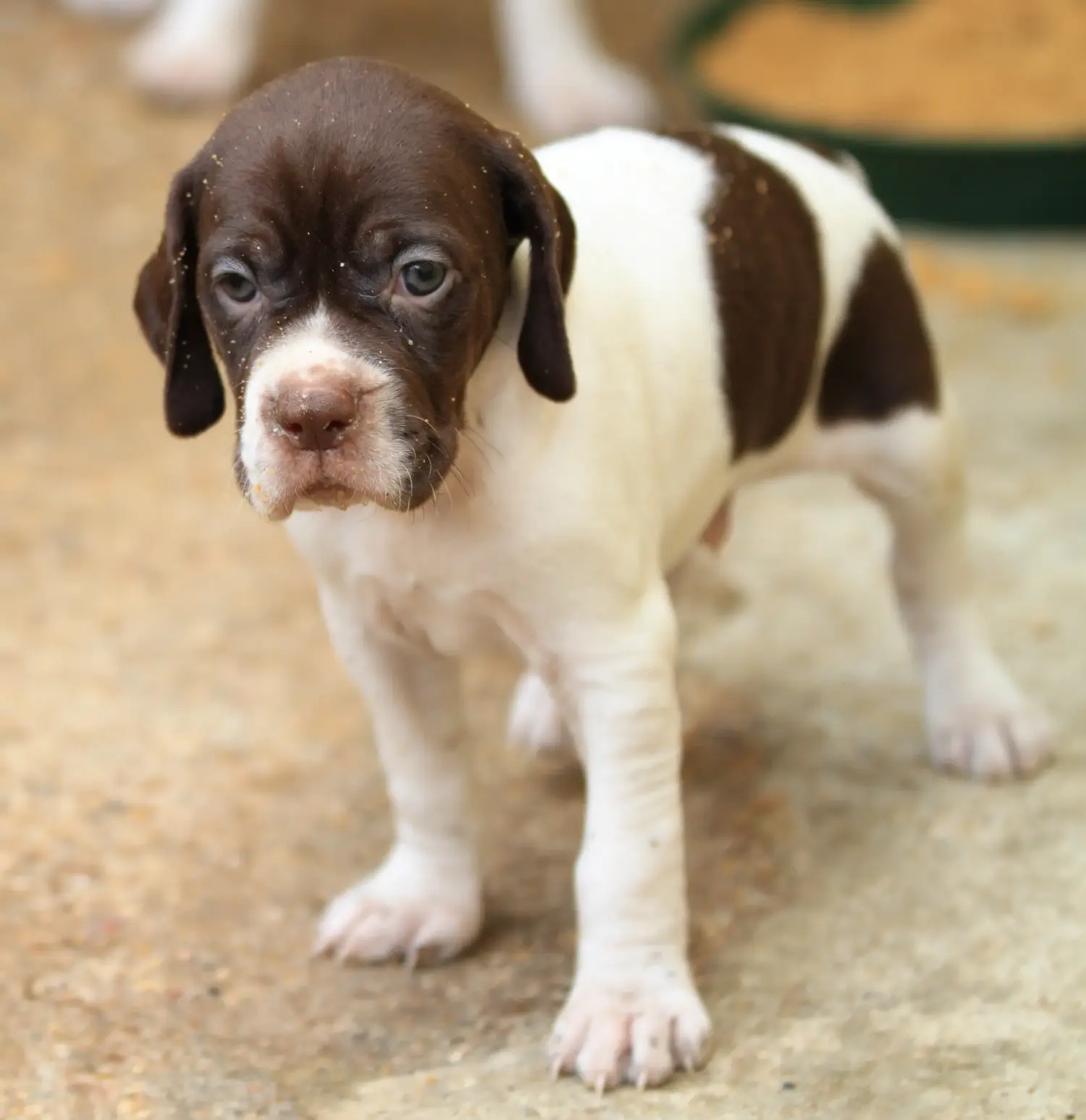 Een Engelse Pointer puppy kopen betekent verantwoordelijkheid nemen! Engelse Pointer puppy's kopen.
