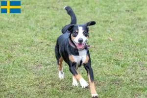 Lees meer over het artikel Entlebuch Sennenhondenfokker en Puppies in Zweden