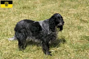 Lees meer over het artikel Epagneul Bleu de Picardie fokkers en pups in Baden-Württemberg