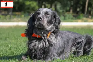 Lees meer over het artikel Epagneul Bleu de Picardie fokkers en pups in Berlijn