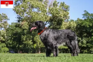 Lees meer over het artikel Epagneul Bleu de Picardie fokkers en pups in Brandenburg