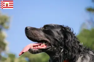 Lees meer over het artikel Epagneul Bleu de Picardie fokkers en pups in Bremen