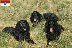 Lees meer over het artikel Epagneul Bleu de Picardie fokkers en pups in Hessen