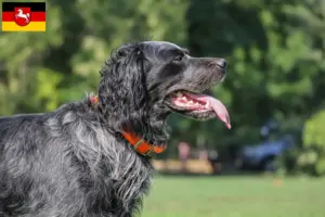 Lees meer over het artikel Epagneul Bleu de Picardie fokkers en pups in Nedersaksen