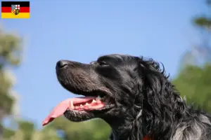 Lees meer over het artikel Epagneul Bleu de Picardie fokkers en pups in Saarland