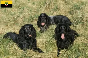 Lees meer over het artikel Epagneul Bleu de Picardie fokkers en pups in Saksen-Anhalt