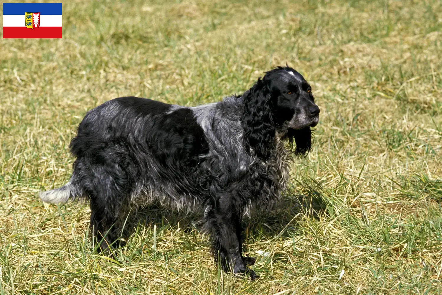 Epagneul Bleu de Picardie pups en fokkers Sleeswijk-Holstein Hier vind je fokkers van Epagneul Bleu de Picardies in Sleeswijk-Holstein.