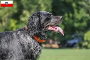 Lees meer over het artikel Epagneul Bleu de Picardie fokkers en pups in Thüringen