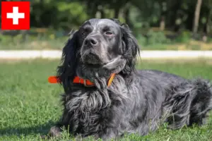 Lees meer over het artikel Epagneul Bleu de Picardie fokkers en pups in Zwitserland