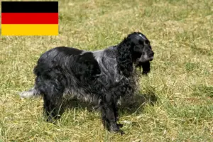 Lees meer over het artikel Epagneul Bleu de Picardie fokkers en pups in Duitsland