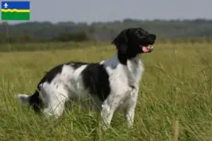 Lees meer over het artikel Epagneul Breton fokkers en pups in Flevoland