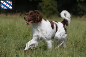 Lees meer over het artikel Epagneul Breton fokkers en pups in Friesland
