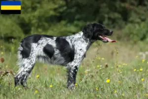 Lees meer over het artikel Epagneul Breton fokkers en pups in Gelderland
