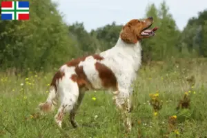 Lees meer over het artikel Epagneul Breton fokkers en pups in Groningen