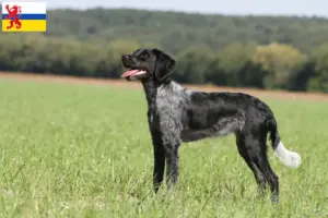 Lees meer over het artikel Epagneul Breton fokkers en pups in Limburg
