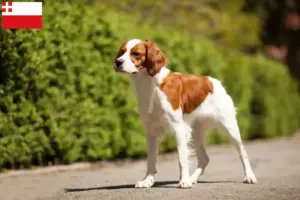 Lees meer over het artikel Epagneul Breton fokkers en pups in Utrecht