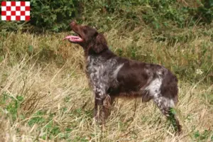 Lees meer over het artikel Epagneul Breton fokkers en pups in Noord-Brabant
