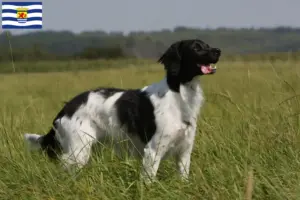 Lees meer over het artikel Epagneul Breton fokkers en pups in Zeeland