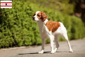 Lees meer over het artikel Epagneul Breton fokkers en pups in Drenthe