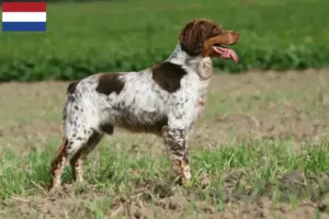 Lees meer over het artikel Epagneul Breton fokkers en pups in Nederland