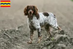 Lees meer over het artikel Epagneul Breton fokkers en pups in Overijssel