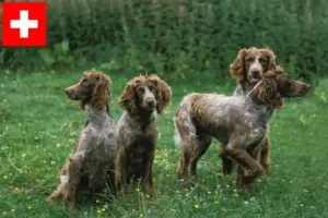 Lees meer over het artikel Epagneul de Pont-Audemer fokkers en pups in Zwitserland