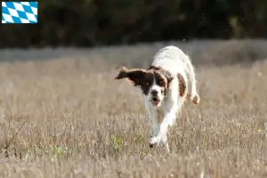 Lees meer over het artikel Épagneul français fokkers en pups in Beieren