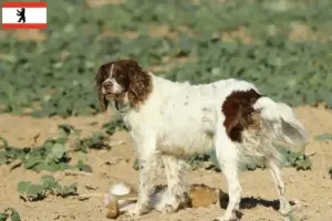 Lees meer over het artikel Épagneul français fokkers en pups in Berlijn