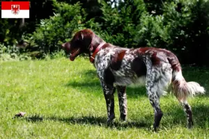 Lees meer over het artikel Épagneul français fokkers en pups in Brandenburg