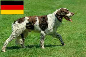 Lees meer over het artikel Épagneul français fokkers en puppies in Duitsland