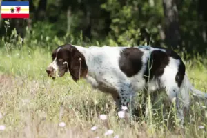 Lees meer over het artikel Épagneul français fokkers en pups in Mecklenburg-Vorpommern