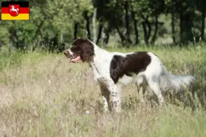Lees meer over het artikel Épagneul français fokkers en pups in Nedersaksen