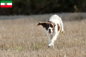 Lees meer over het artikel Épagneul français fokkers en pups in Noordrijn-Westfalen