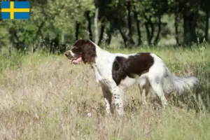 Lees meer over het artikel Épagneul français fokkers en pups in Zweden