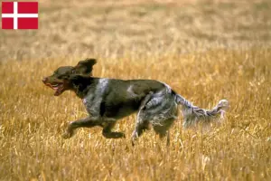 Lees meer over het artikel Épagneul Picard fokkers en pups in Denemarken