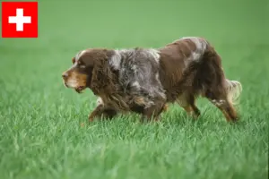 Lees meer over het artikel Épagneul Picard fokkers en pups in Zwitserland
