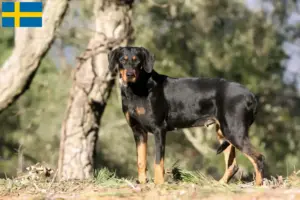 Lees meer over het artikel Erdélyi Kopó fokkers en pups in Zweden