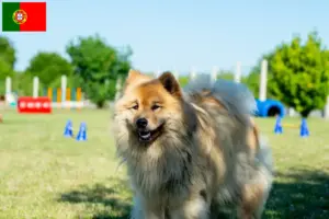 Lees meer over het artikel Eurasier fokkers en pups in Portugal