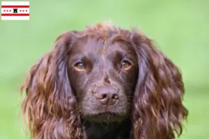 Lees meer over het artikel Veldspaniël fokkers en pups in Drenthe