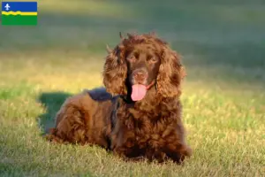 Lees meer over het artikel Field Spaniel fokkers en pups in Flevoland