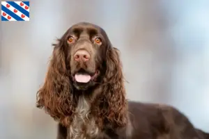 Lees meer over het artikel Field Spaniel fokkers en pups in Friesland