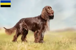 Lees meer over het artikel Field Spaniel fokkers en pups in Gelderland